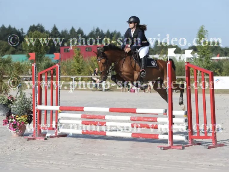 Fransk travare Sto 6 år 148 cm Brun in Beautor