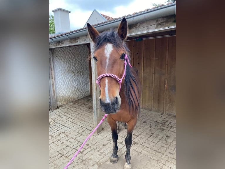 Fransk travare Sto 6 år 163 cm Brun in Feinfeld