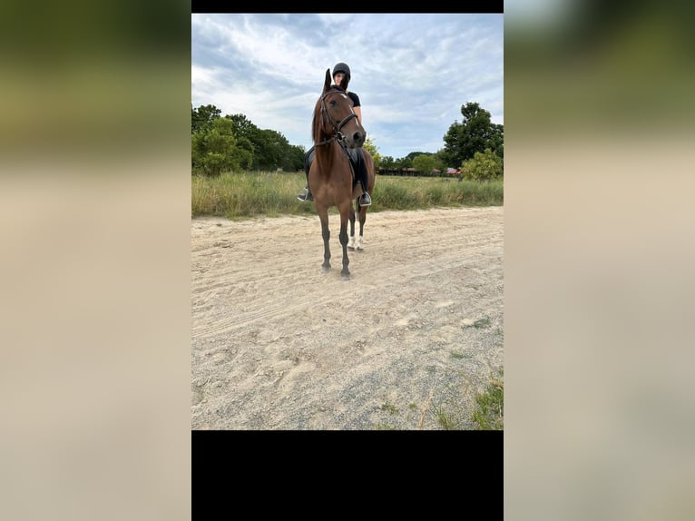 Fransk travare Valack 10 år 158 cm Brun in SaalowZossen