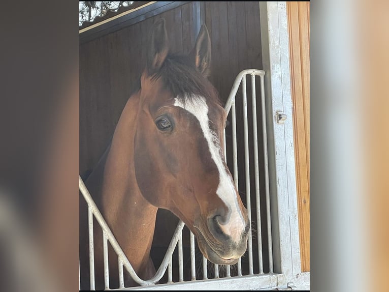 Fransk travare Blandning Valack 15 år 165 cm Brun in Stuttgart