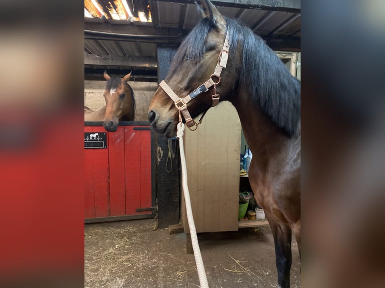 Fransk travare Valack 17 år 160 cm Brun in Le Roeulx