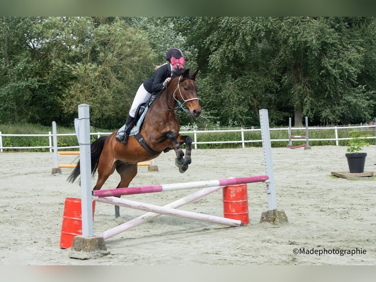 Fransk travare Valack 17 år 160 cm Brun in Le Roeulx