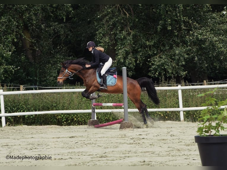 Fransk travare Valack 17 år 160 cm Brun in Le Roeulx