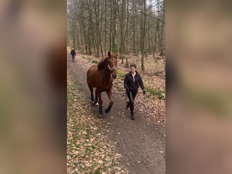 Fransk travare Valack 4 år 170 cm fux in Latendorf