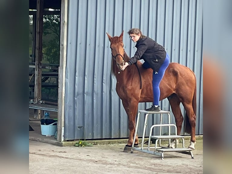 Fransk travare Valack 4 år 170 cm fux in Latendorf