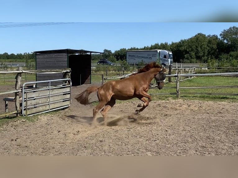 Fransk travare Valack 4 år 170 cm fux in Latendorf