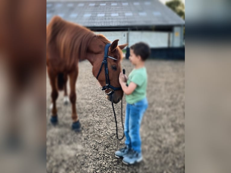 Fransk travare Valack 4 år 170 cm fux in Latendorf