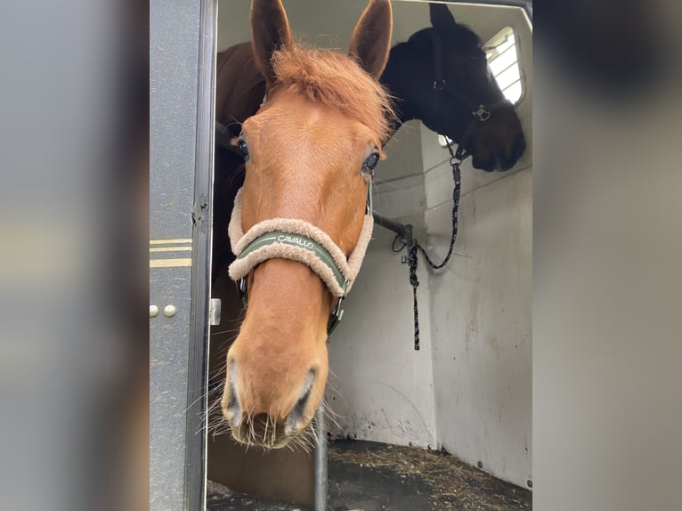 Fransk travare Valack 4 år 170 cm fux in Latendorf