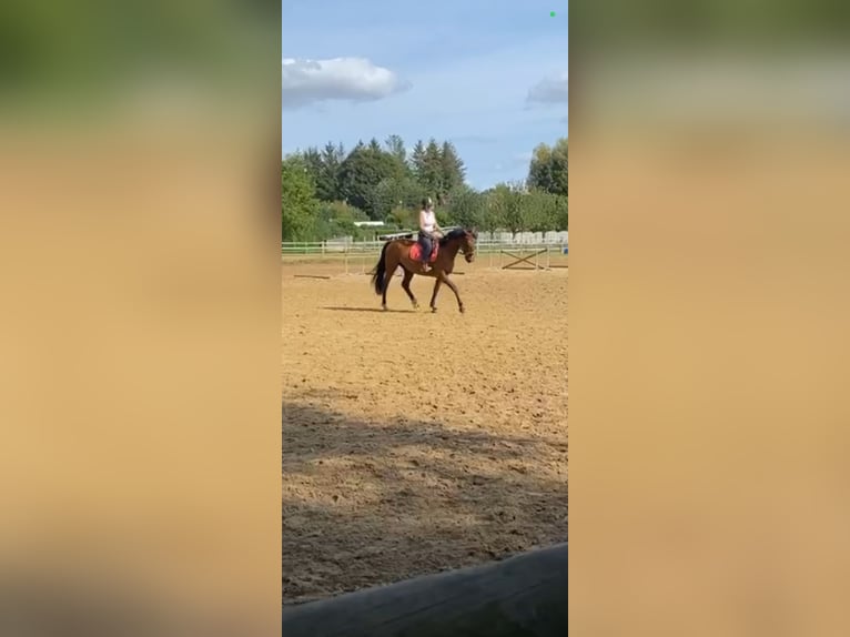 Fransk travare Valack 5 år 160 cm Brun in LES ANDELYS