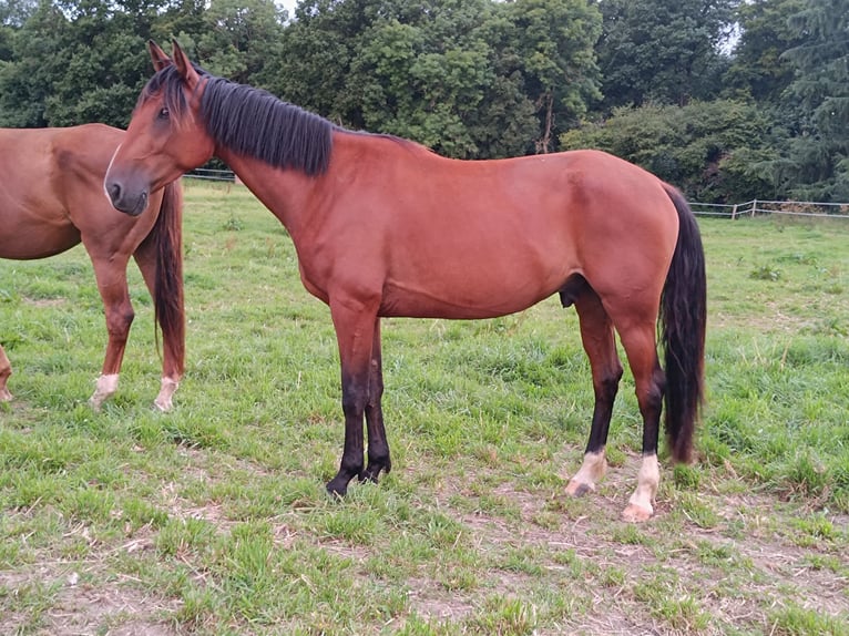 Fransk travare Valack 5 år 160 cm Brun in LES ANDELYS