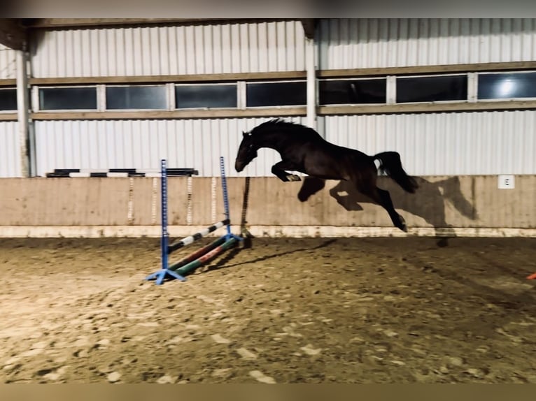 Fransk travare Valack 5 år 160 cm Mörkbrun in Teolin