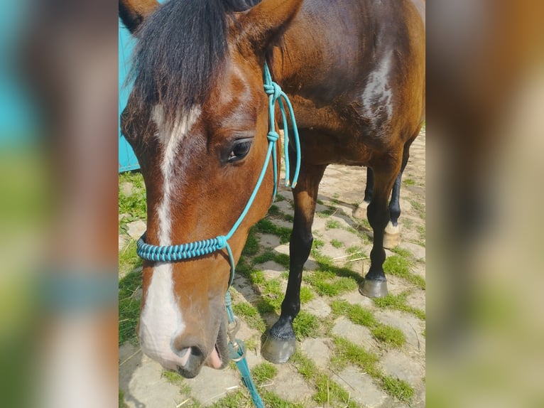 Fransk travare Valack 5 år 166 cm Brun in Coulommiers