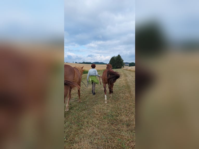 Fransk travare Valack 5 år 172 cm fux in Burgen