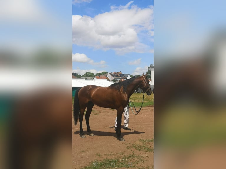 Fransk travare Valack 6 år 155 cm Brun in Endingen am Kaiserstuhl