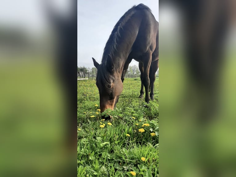 Fransk travare Valack 6 år 174 cm Brun in Elst