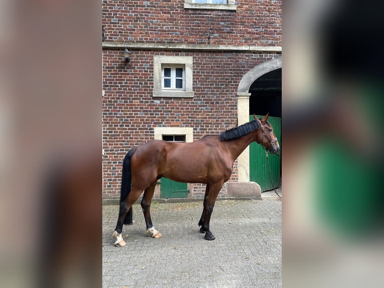 Fransk travare Valack 8 år 164 cm Mörkbrun in NRW