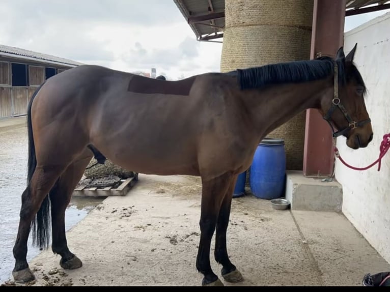 Fransk travare Valack 8 år 165 cm Brun in Rastatt