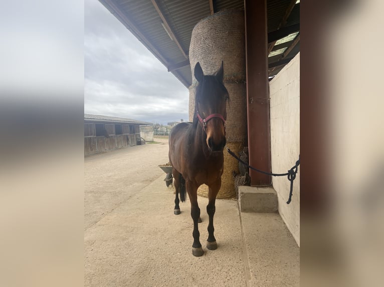 Fransk travare Valack 8 år 165 cm Brun in Rastatt