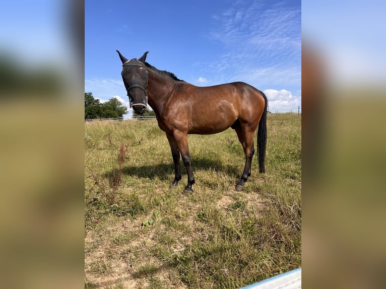 Fransk travare Valack 8 år 165 cm Brun in Rastatt