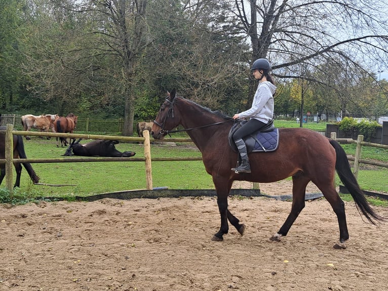 Fransk travare Valack 9 år 173 cm Brun in Amsterdam