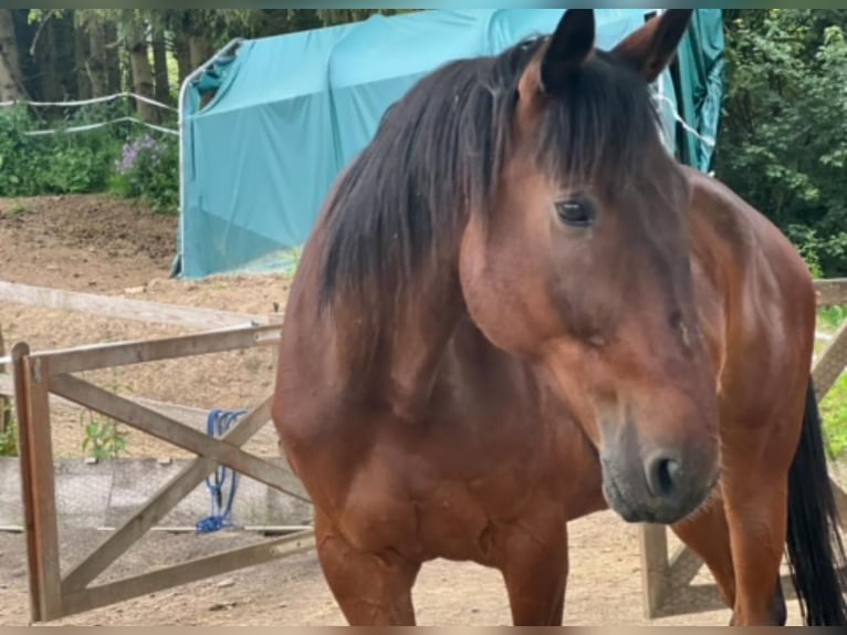 Fransk travare Valack 9 år 173 cm Brun in Amsterdam