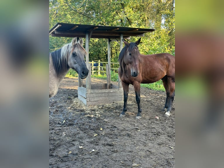 Fransk travare Valack 9 år 173 cm Brun in Amsterdam