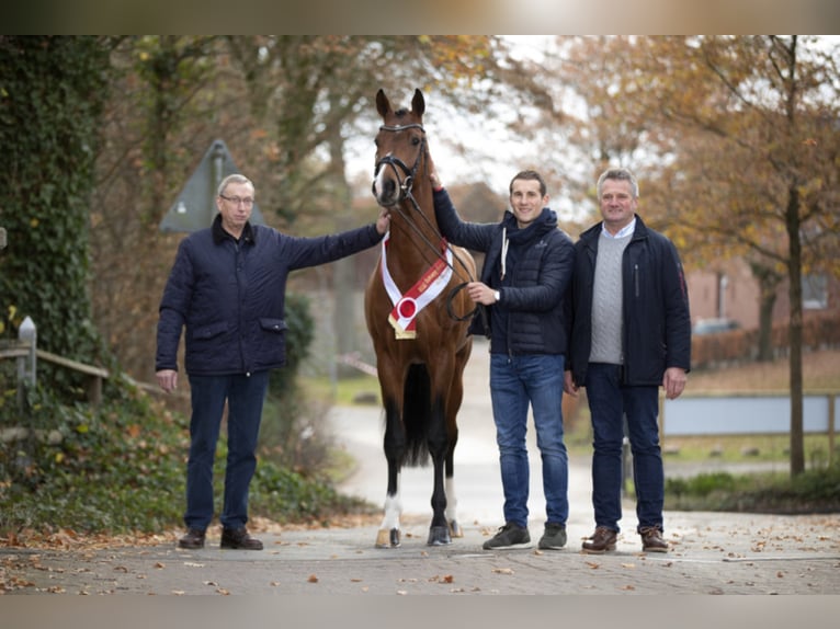 FRANZ JOSEPH JUNIOR Westfaal Hengst Bruin in Münster