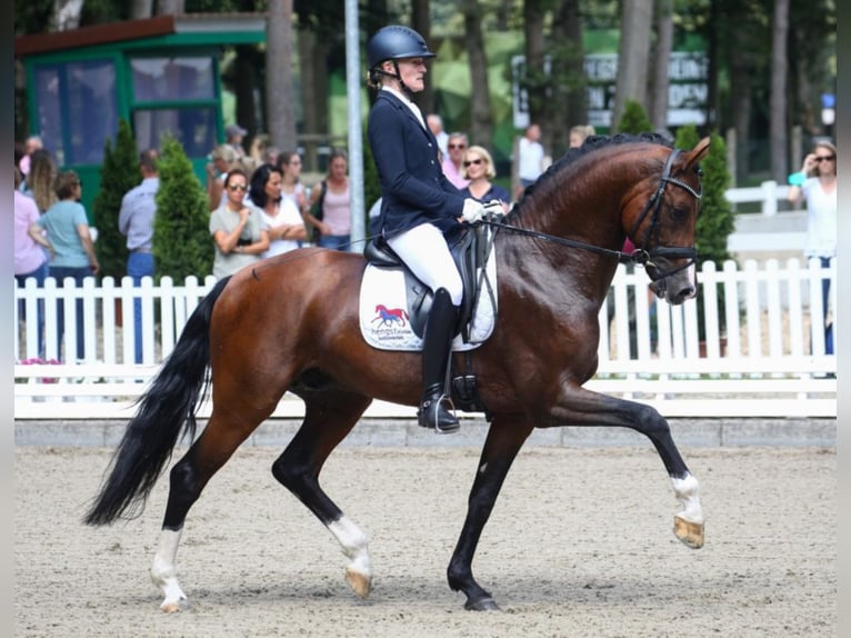 FRANZ JOSEPH JUNIOR Westfaal Hengst Bruin in Münster