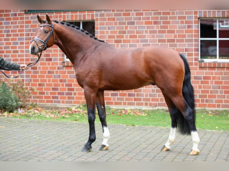 FRANZ JOSEPH JUNIOR Westfaal Hengst Bruin in Münster