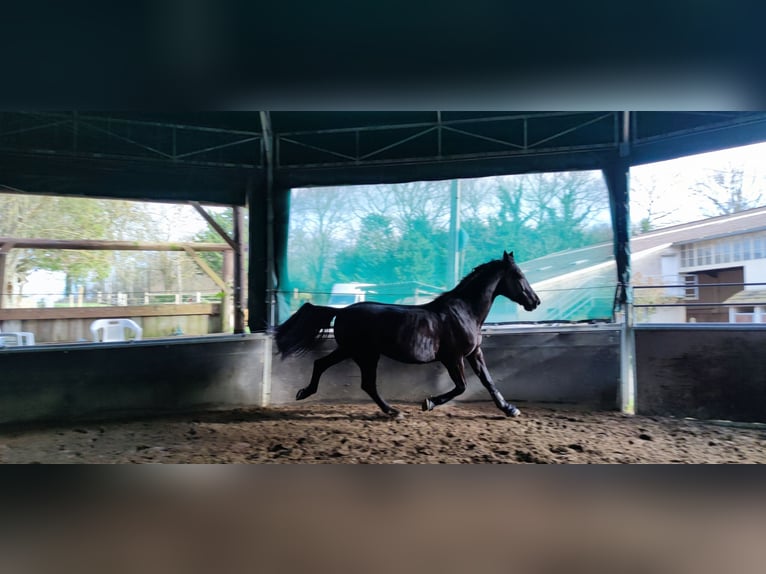 Französischer Traber Hengst 10 Jahre 160 cm Rappe in Solers