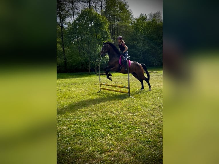 Französischer Traber Hengst 9 Jahre 173 cm Brauner in Bad Bramstedt