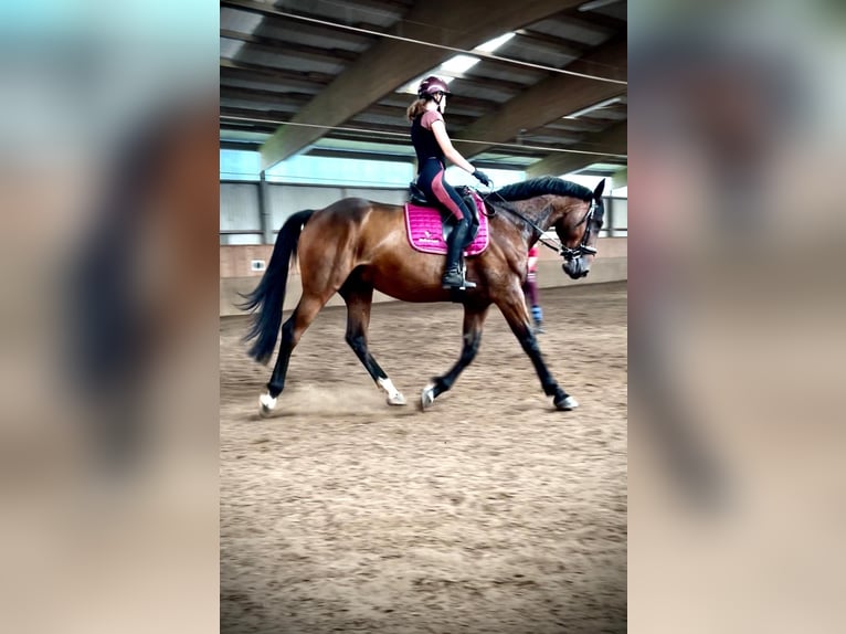 Französischer Traber Hengst 9 Jahre 173 cm Brauner in Bad Bramstedt
