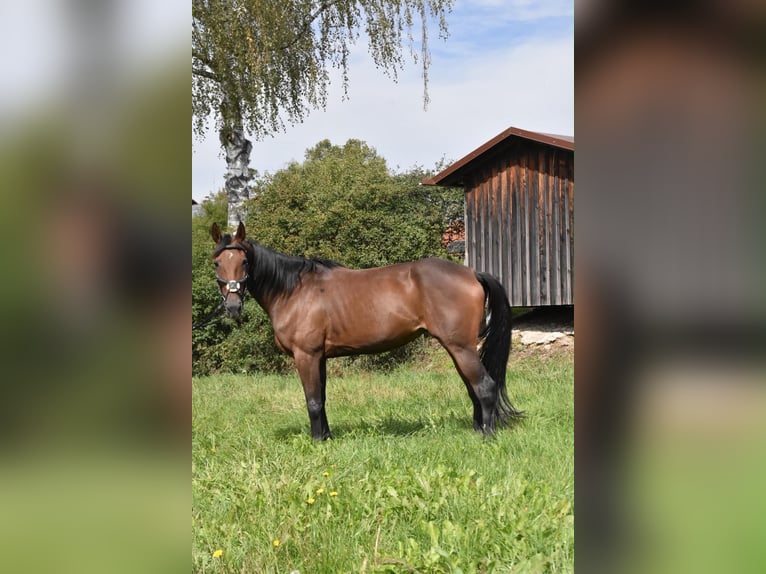 Französischer Traber Stute 10 Jahre 157 cm Brauner in Arnstorf