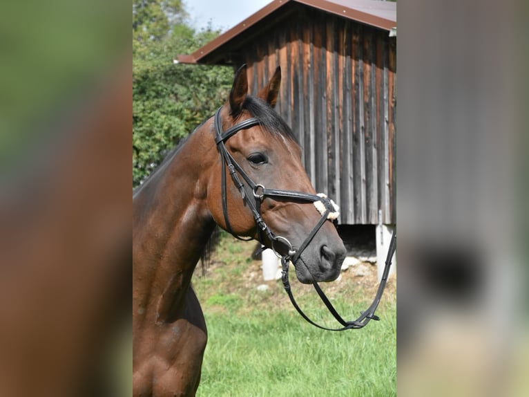 Französischer Traber Stute 10 Jahre 157 cm Brauner in Arnstorf
