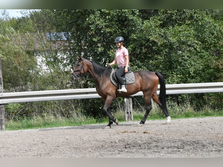Französischer Traber Stute 10 Jahre 157 cm Brauner in Arnstorf