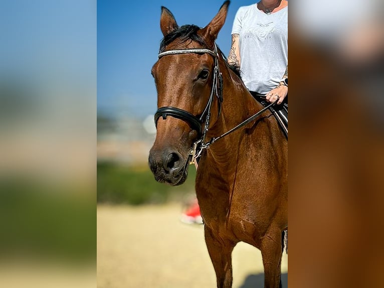 Französischer Traber Stute 10 Jahre 162 cm Brauner in Haderswörth