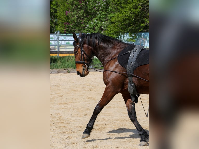 Französischer Traber Stute 10 Jahre 163 cm Rotbrauner in Hadersw&#xF6;rth/Lanzenkirchen