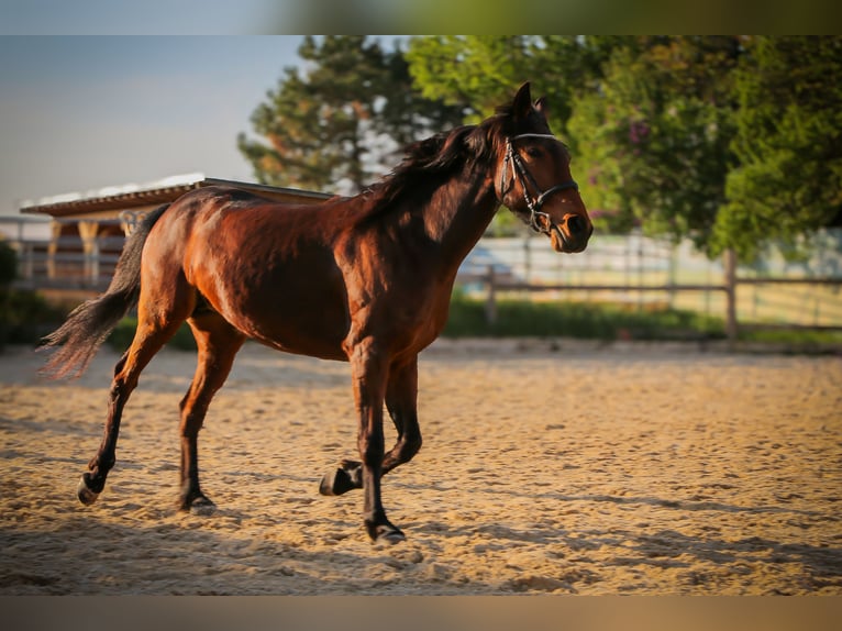 Französischer Traber Stute 10 Jahre 163 cm Rotbrauner in Hadersw&#xF6;rth/Lanzenkirchen