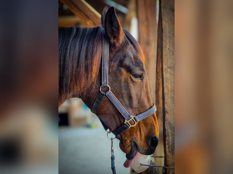 Französischer Traber Stute 10 Jahre 163 cm Rotbrauner in Hadersw&#xF6;rth/Lanzenkirchen