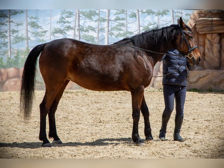 Französischer Traber Stute 10 Jahre 163 cm Rotbrauner in Hadersw&#xF6;rth/Lanzenkirchen