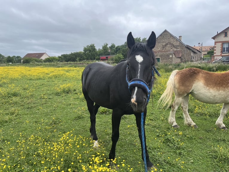Französischer Traber Stute 10 Jahre 170 cm Rappe in Vic des Pr&#xE9;s