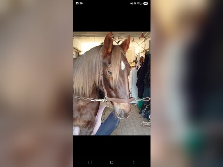 Französischer Traber Stute 10 Jahre 174 cm Dunkelfuchs in Gelsenkirchen