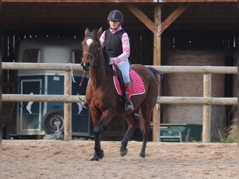 Französischer Traber Stute 11 Jahre 155 cm Brauner in Saint-Romain-sous-Gourdon