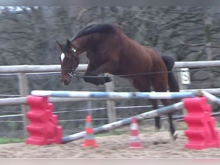 Französischer Traber Stute 11 Jahre 155 cm Brauner in Saint-Romain-sous-Gourdon
