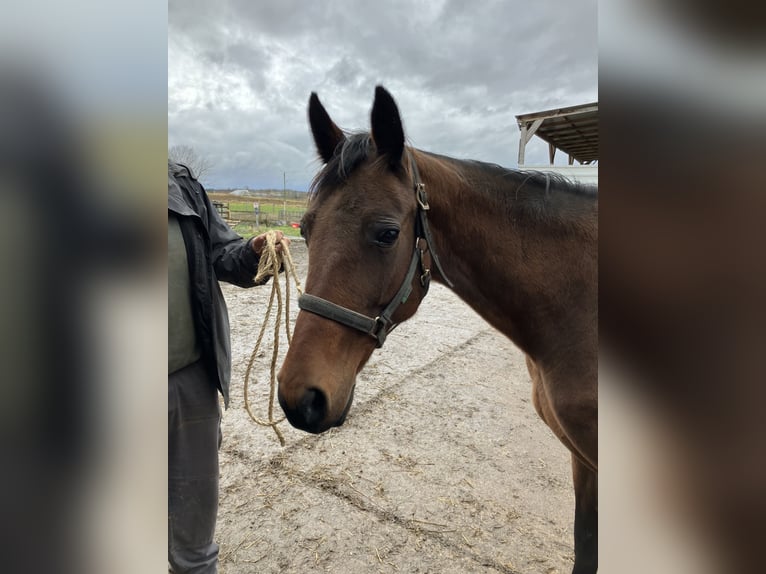 Französischer Traber Stute 11 Jahre 165 cm Brauner in Wolfhagen