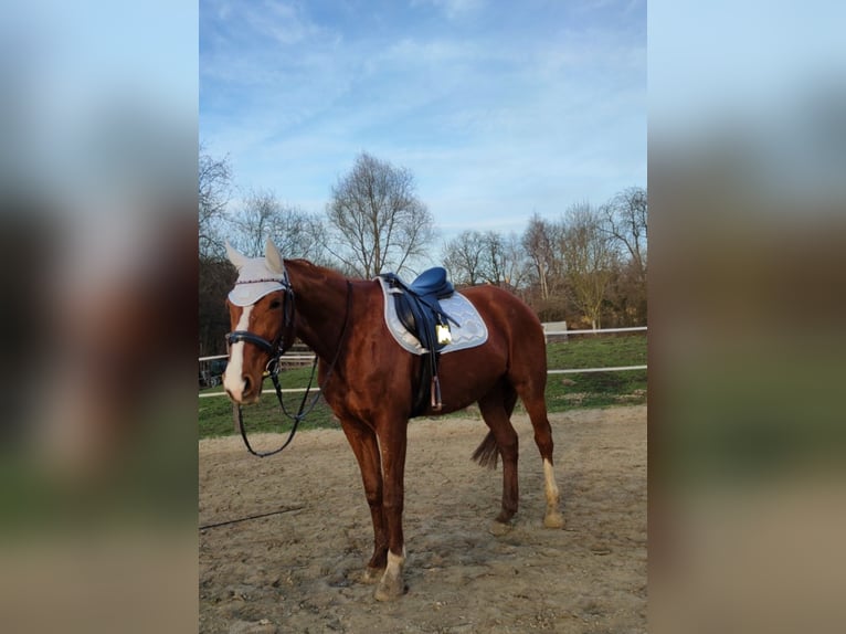 Französischer Traber Stute 12 Jahre 160 cm Fuchs in Bottrop Französischer Traber Stute 12 Jahre 160 cm Fuchs in Bottrop