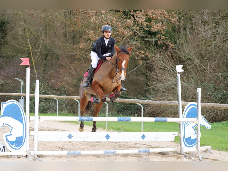 Französischer Traber Stute 12 Jahre 162 cm Brauner in Seysses