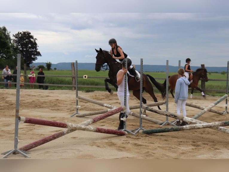 Französischer Traber Stute 12 Jahre 162 cm Dunkelbrauner in Gmünd