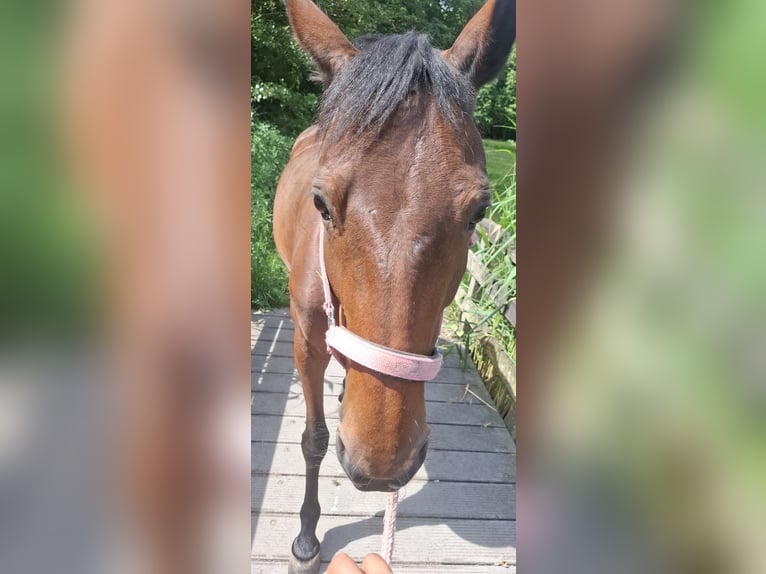 Französischer Traber Stute 13 Jahre 163 cm Dunkelbrauner in Sgravenhage