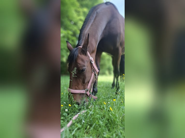 Französischer Traber Stute 13 Jahre 163 cm Dunkelbrauner in Sgravenhage